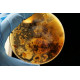 Sample Collection and Culturing Sample Collection and Culturing
